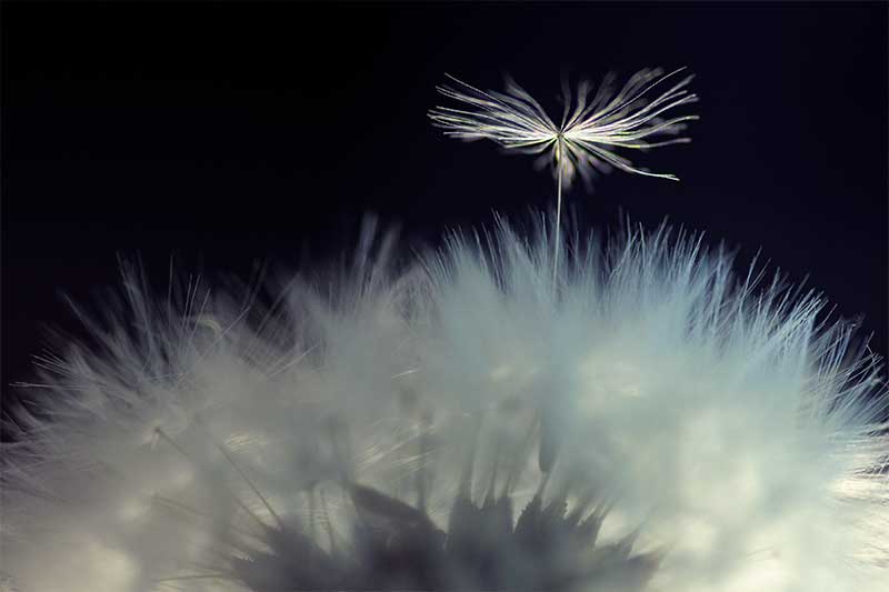 Dandelion macro photography tutorial - Colourful backgrounds and