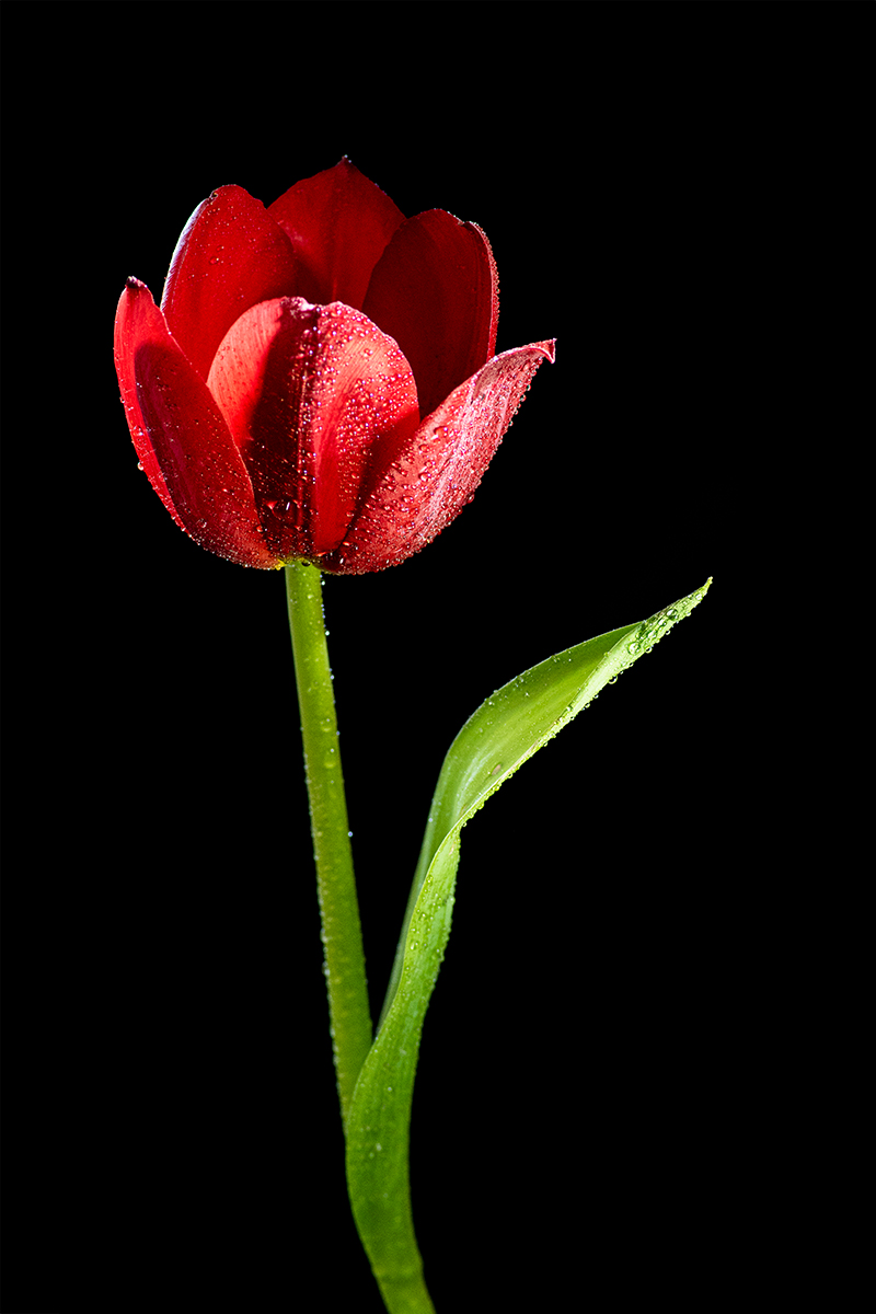 Simple flower photography tutorial - tulip