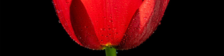 Simple Flower Photography tutorial