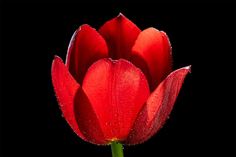 Tulip photography