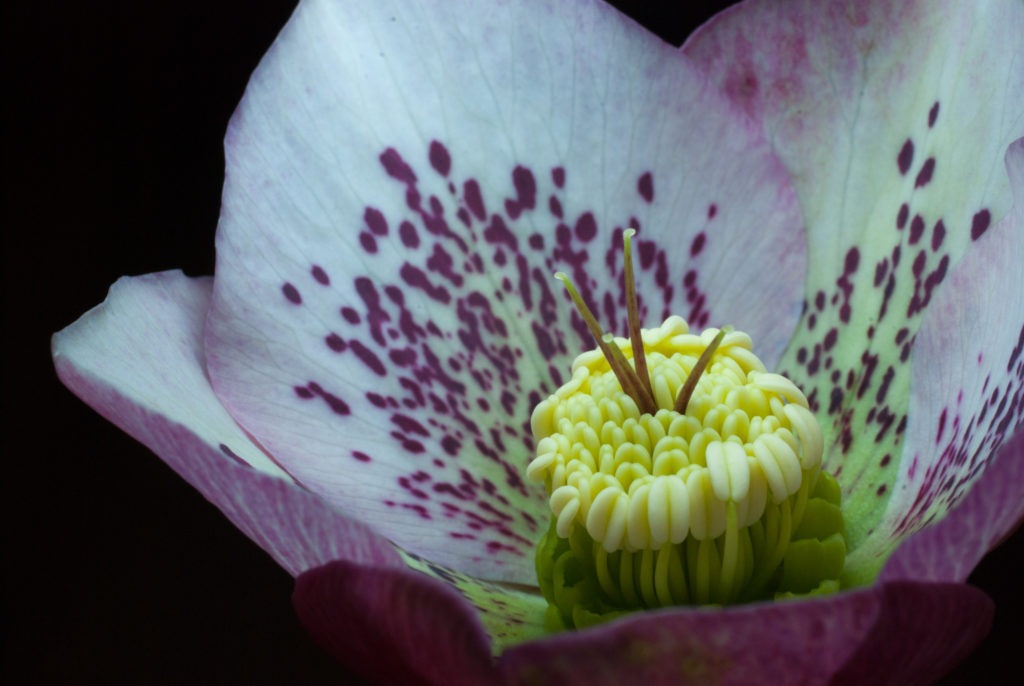 Hellebore Flash