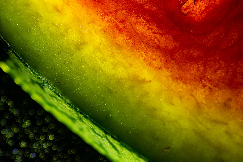 Watermelon close up macro photography