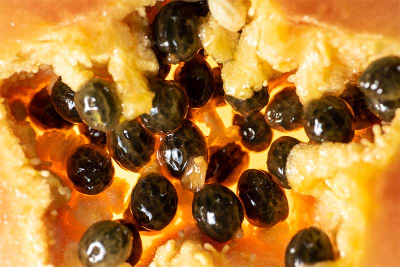 Papaya close up macro photo