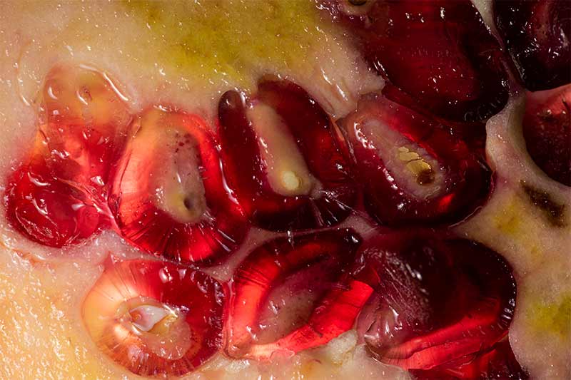 Pomegranite fruit macro photography tutorial