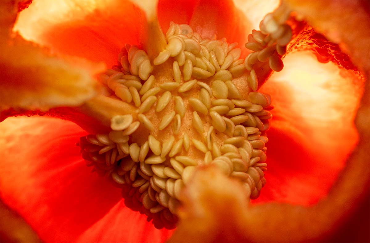 Bell pepper seeds macro photo