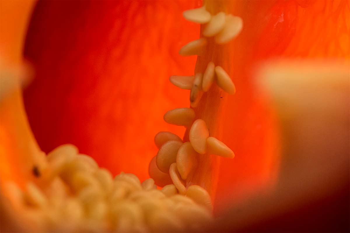 Red pepper macro photography tutorial