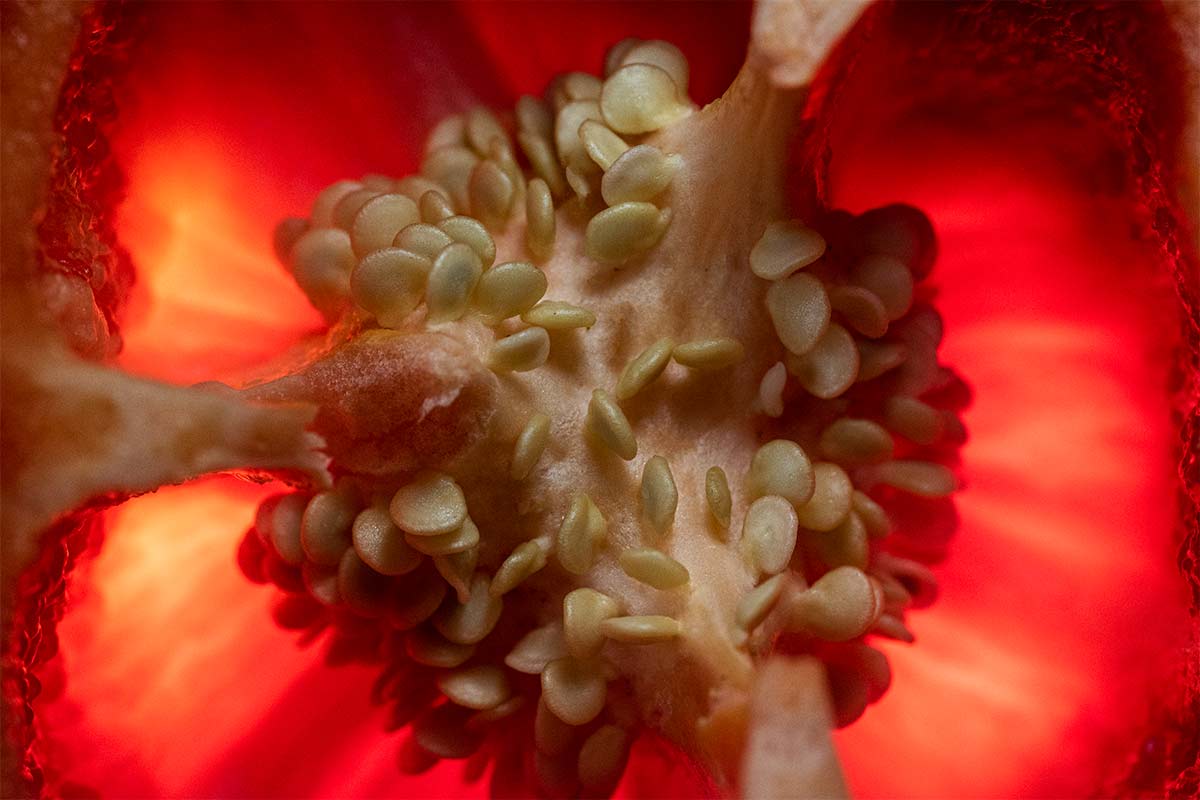 Bell Pepper macro Photography