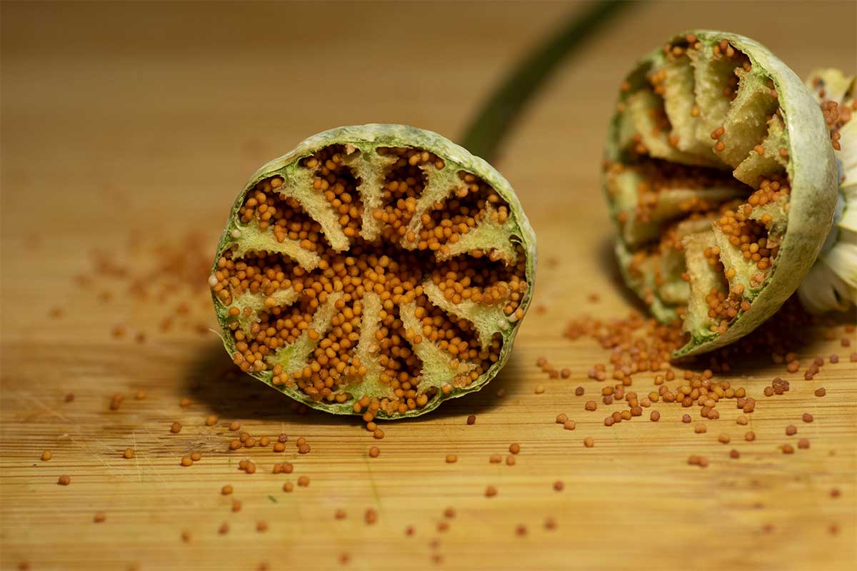 Poppy seed pod cut in half