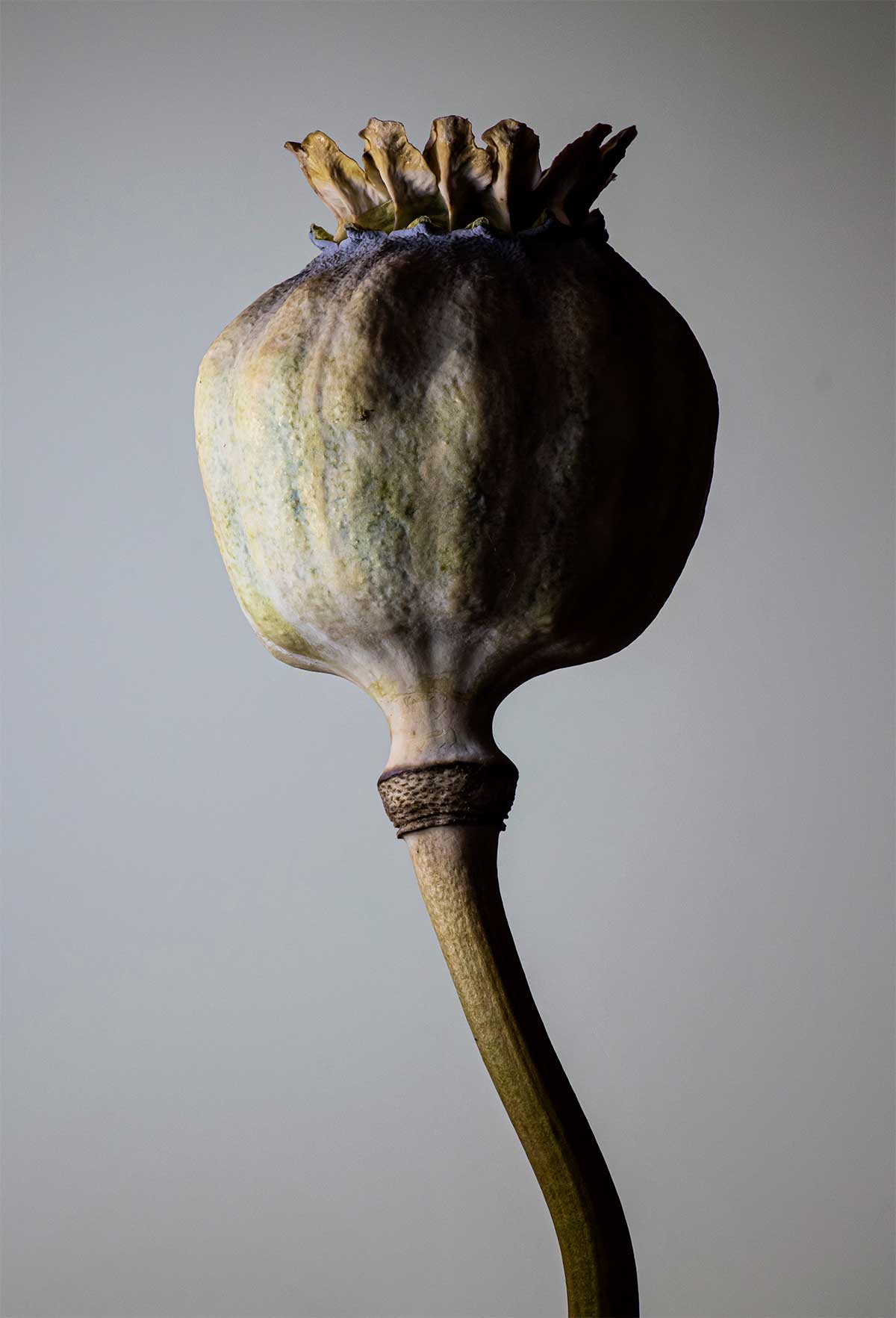 Poppy seed pod macro photo