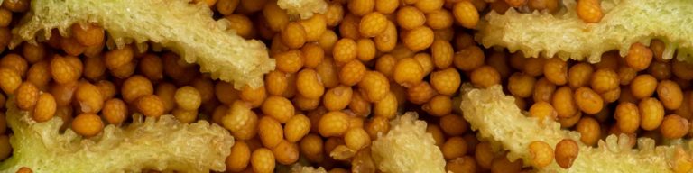 Poppy seed pod macro photography tutorial