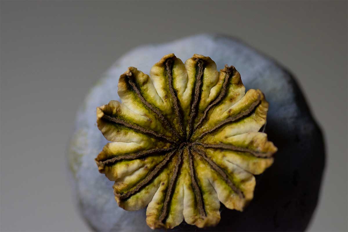 Poppy Seed Pod Macro Photography Tutorial Exploring inside and out!