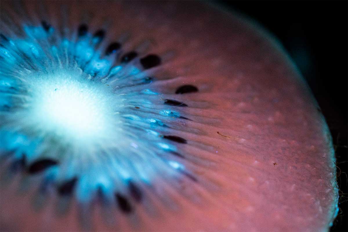 kiwi under uv light