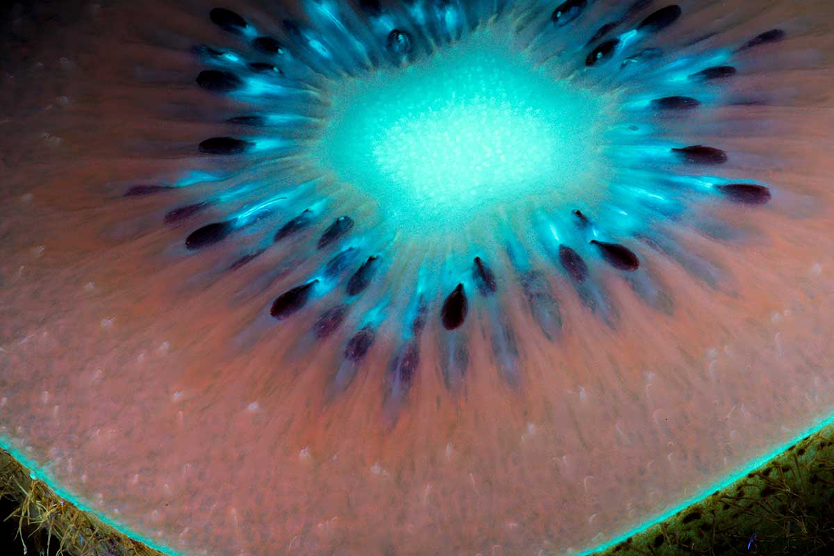 kiwi uv photography