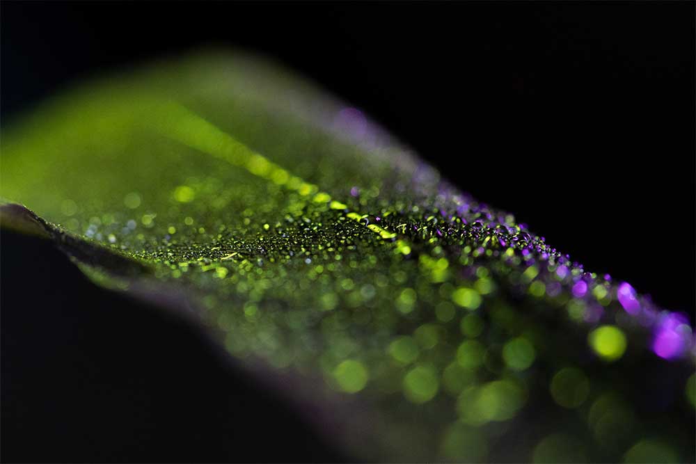 colourful feather macro photography with water drops