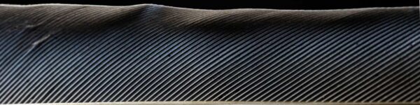 creative feather macro photography