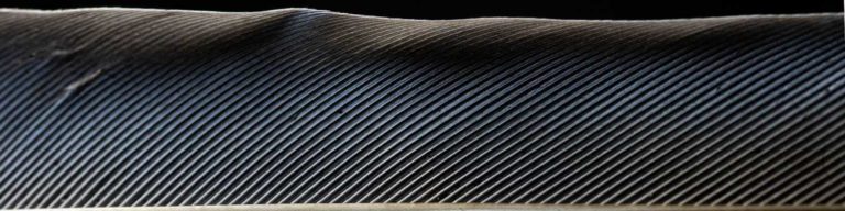 creative feather macro photography