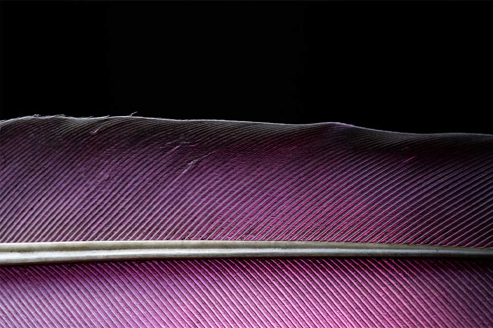 creative feather macro photography pink