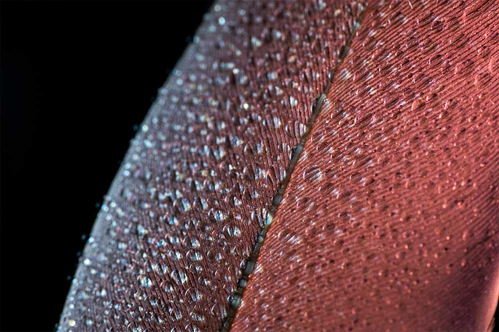 creative feather macro photography with water drops