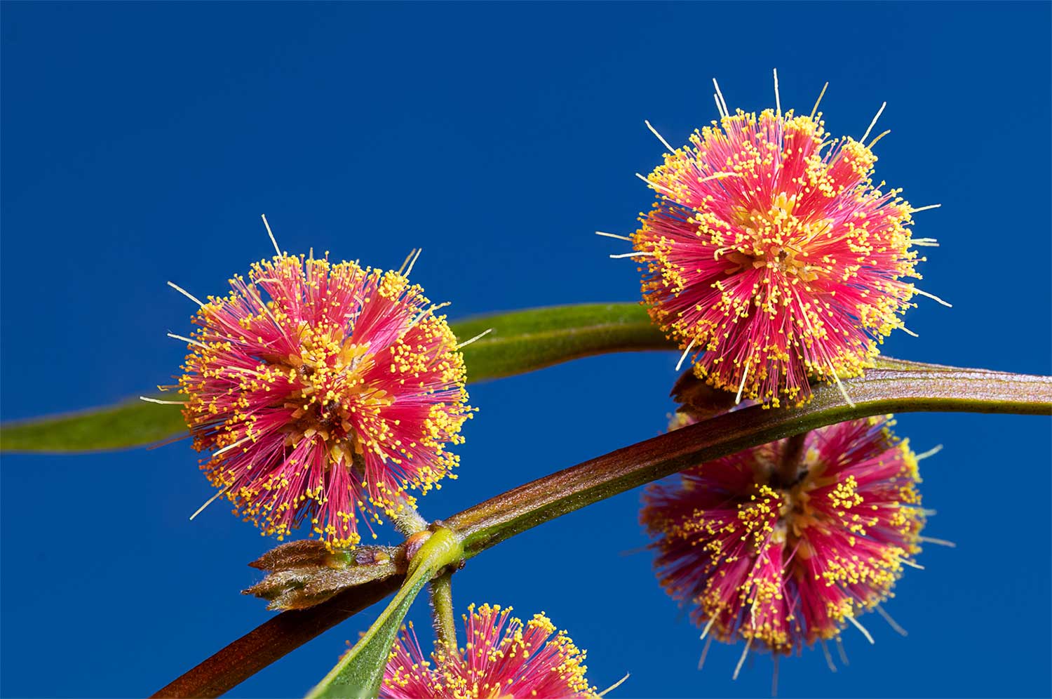 Gillian Dite Red Wattle