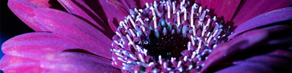 Purity is important for Ultraviolet Fluorescence Photography