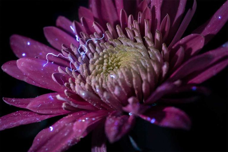 Here's why you need a pure light source for UV fluorescence photography