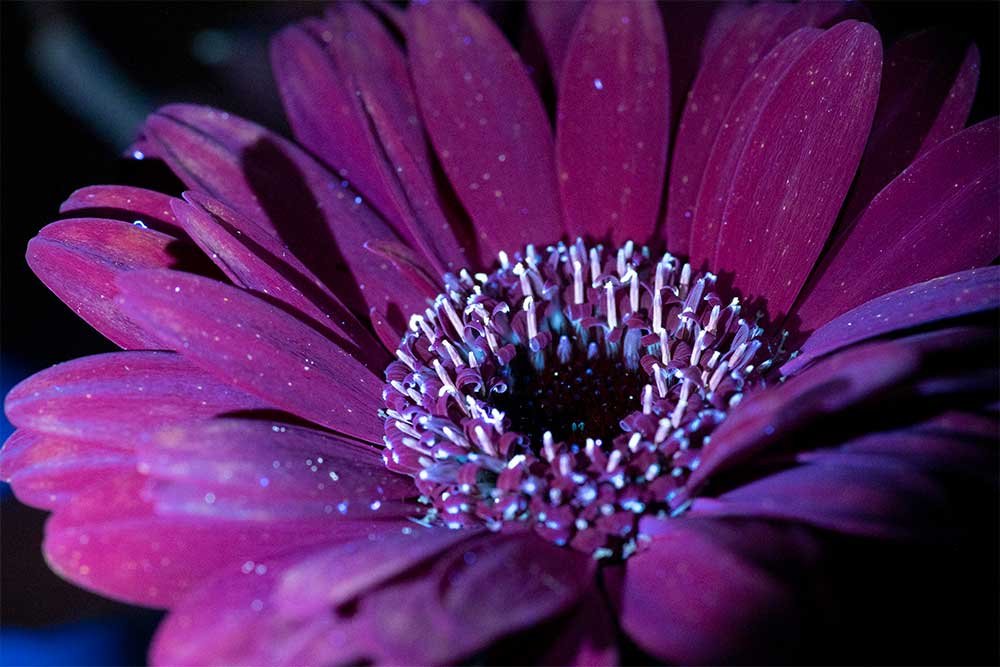 pure UV light on a flower