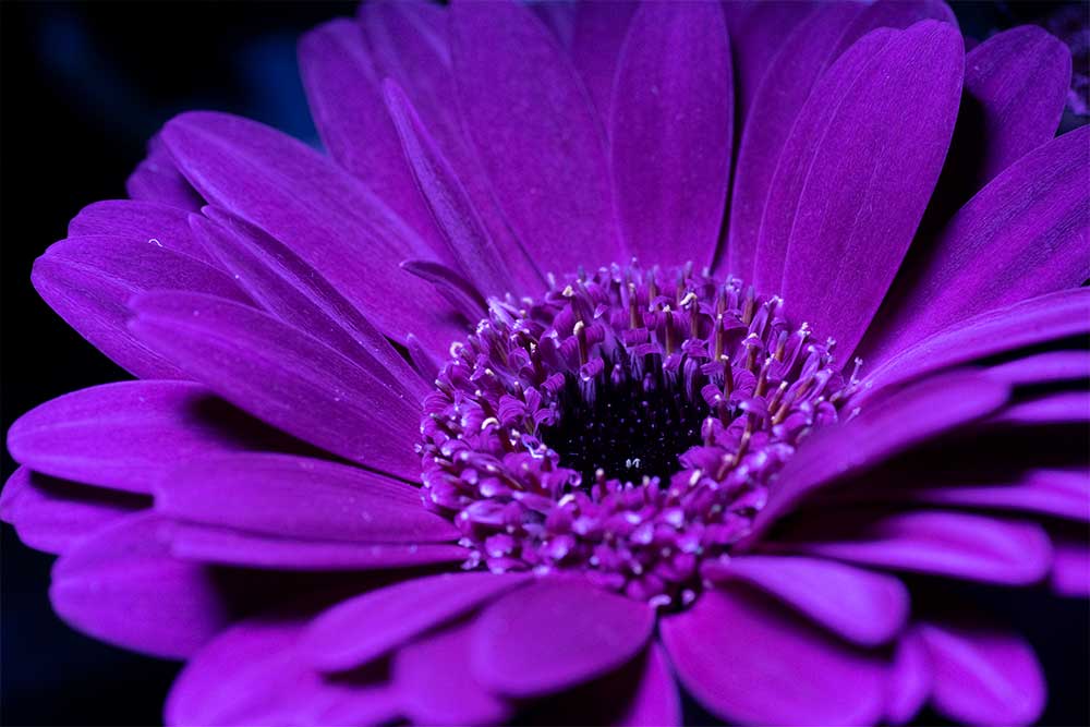 flower UV photo contaminated by visible light