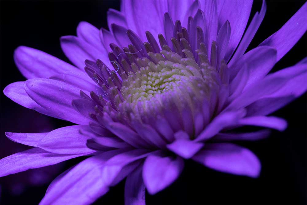 UV fluorescence flower contaminated with violet light