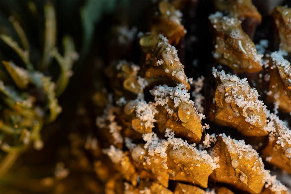 festive photography with fake snow