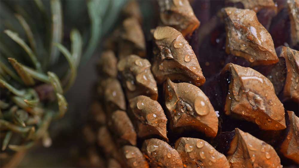 Festive pine cone photo