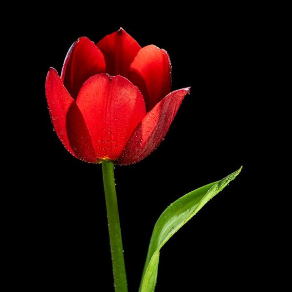 LED Macro Lighting -Adaptalux Studio