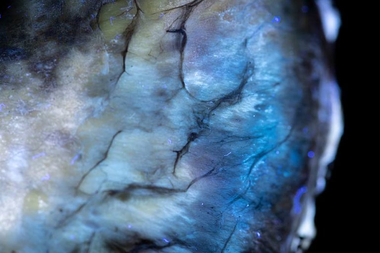 Ultraviolet mushroom photography is surprisingly strange and colourful!