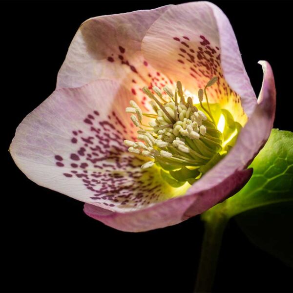 Macro photography lighting for flowers