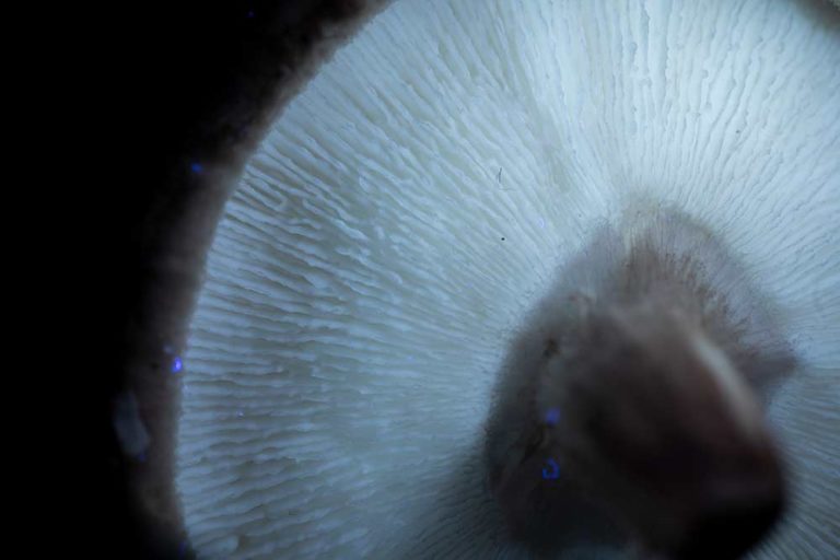 Ultraviolet mushroom photography is surprisingly strange and colourful!