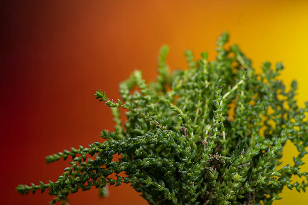 orange backdrop photography