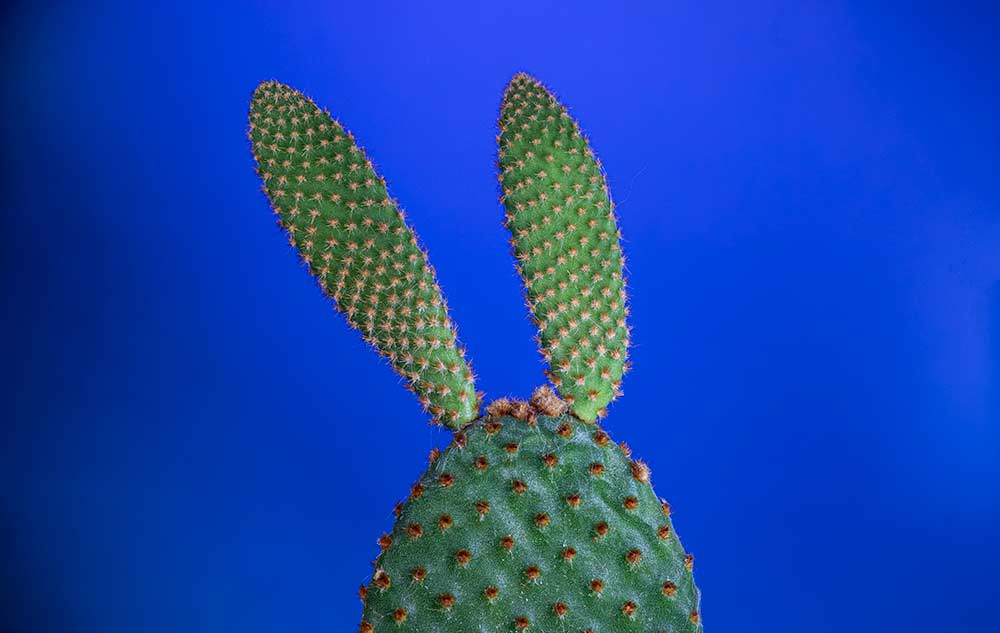 coloured background macro photography