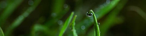 adaptalux macro flash update