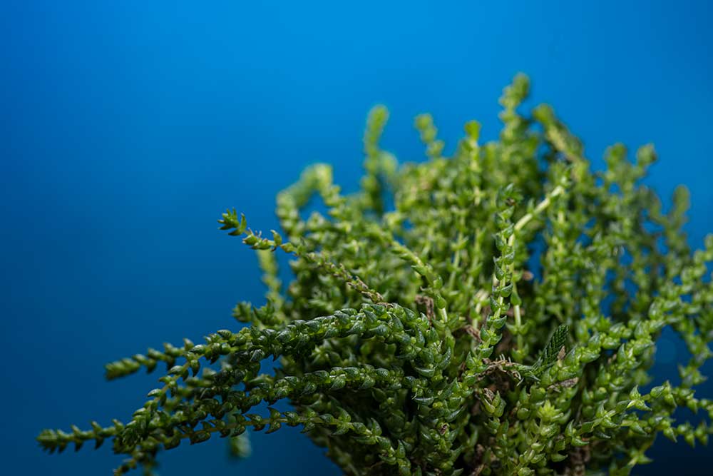 blue backdrop macro photography