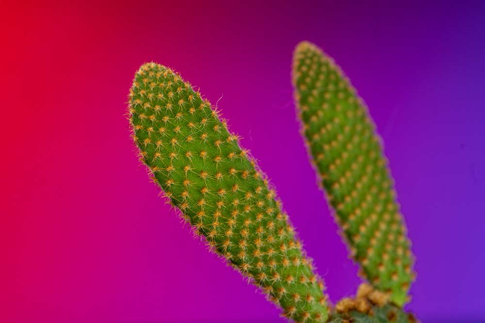 cactus photography on gradient coloured background