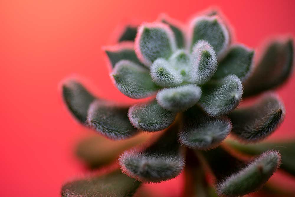 red background cactus macro photography tutorial