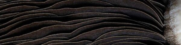 Mushroom macro photography