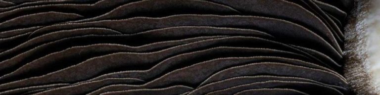 Mushroom macro photography