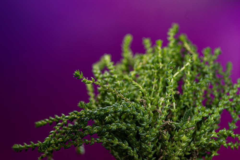 purple backdrop macro photography