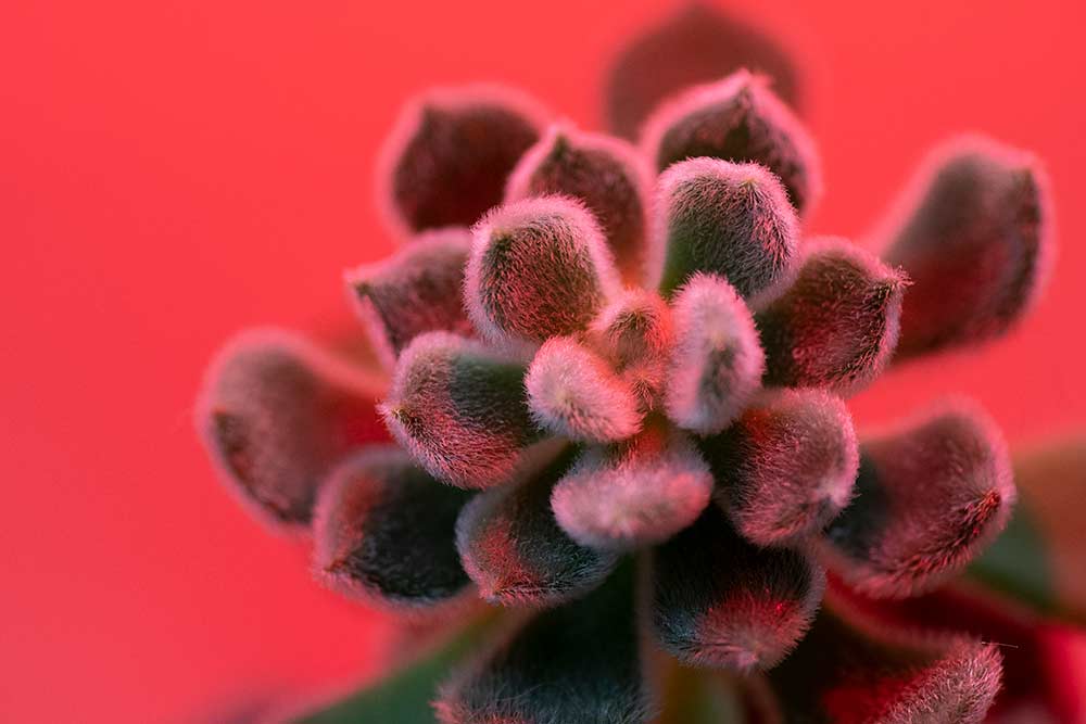 red light on a cactus macro photo