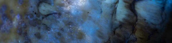 ultraviolet mushroom macro photography