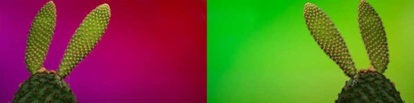 coloured background macro photography tutorial