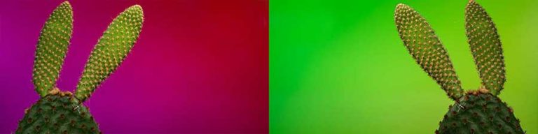 coloured background macro photography tutorial