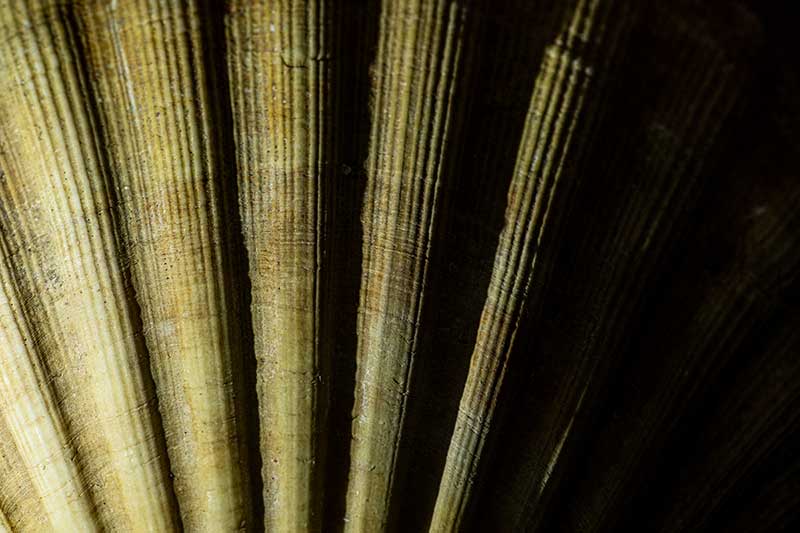 shell texture close up