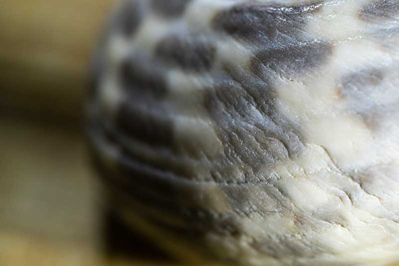 pattern on a seashell