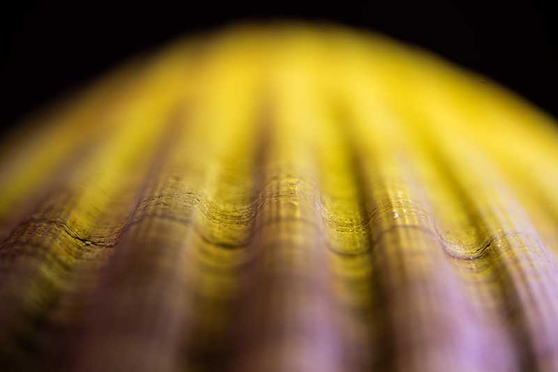 Scallop shell close up on white  Sea shells, Seashells photography,  Seashells photos